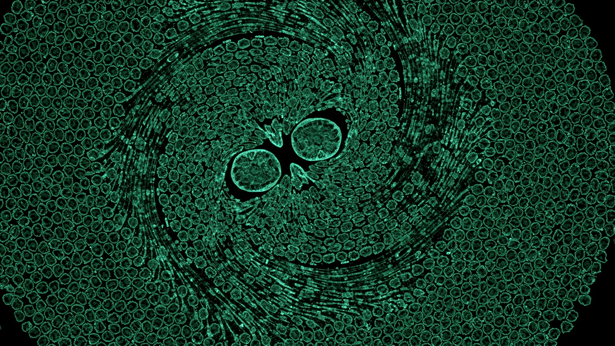 Microscope view of a dense layer of epithelial cells, one cell in the middle dividing into two, lit in green.