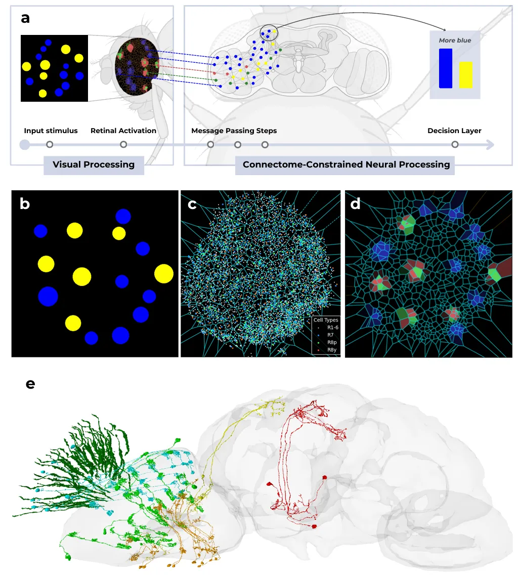 Schema von Punkten, die in das Modell des Fliegenauges gelangen und durch das Gehirn fließen, mit Karten der Photorezeptoren und einer 3D-Darstellung von Neuronen.