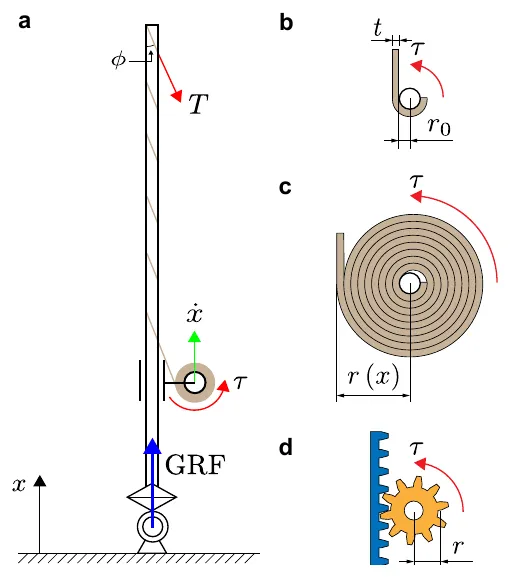 Diagram of a ribbon spiralling around a leg and winding onto a spool whose radius grows, compared with a rack and pinion.