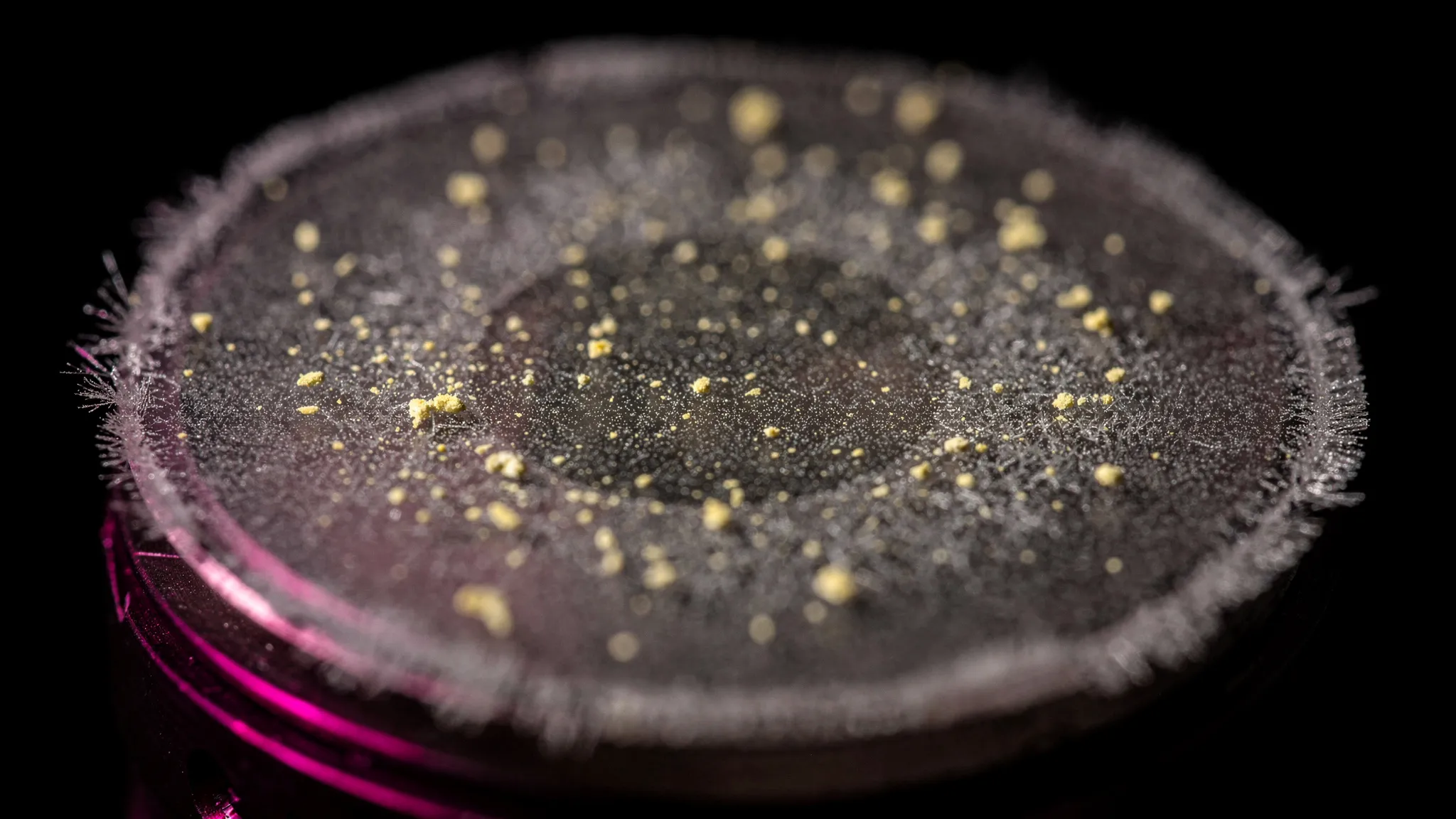 A dark glassy silicate surface in a vacuum chamber, tiny pale yellow sulfur specks scattered on it, frost evaporating at the edges, magenta light.