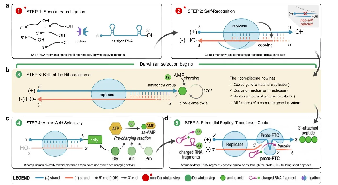Diagram of steps 1 to 5: short RNA pieces ligating, a replicase copying itself, then charging amino acids and building a short peptide.